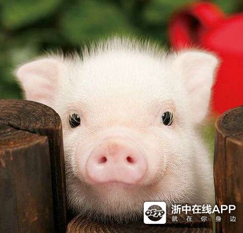 我要入赘,请骚扰我