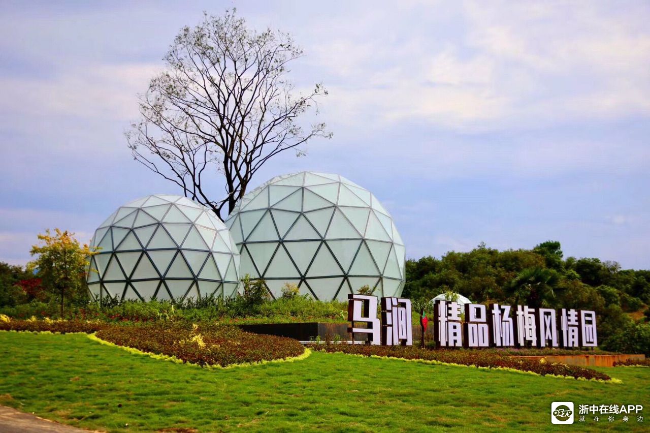 兰溪马涧"杨梅大王"不简单再拿全省一等奖