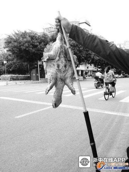金华街头路边也有人举根杆子吊只乌龟