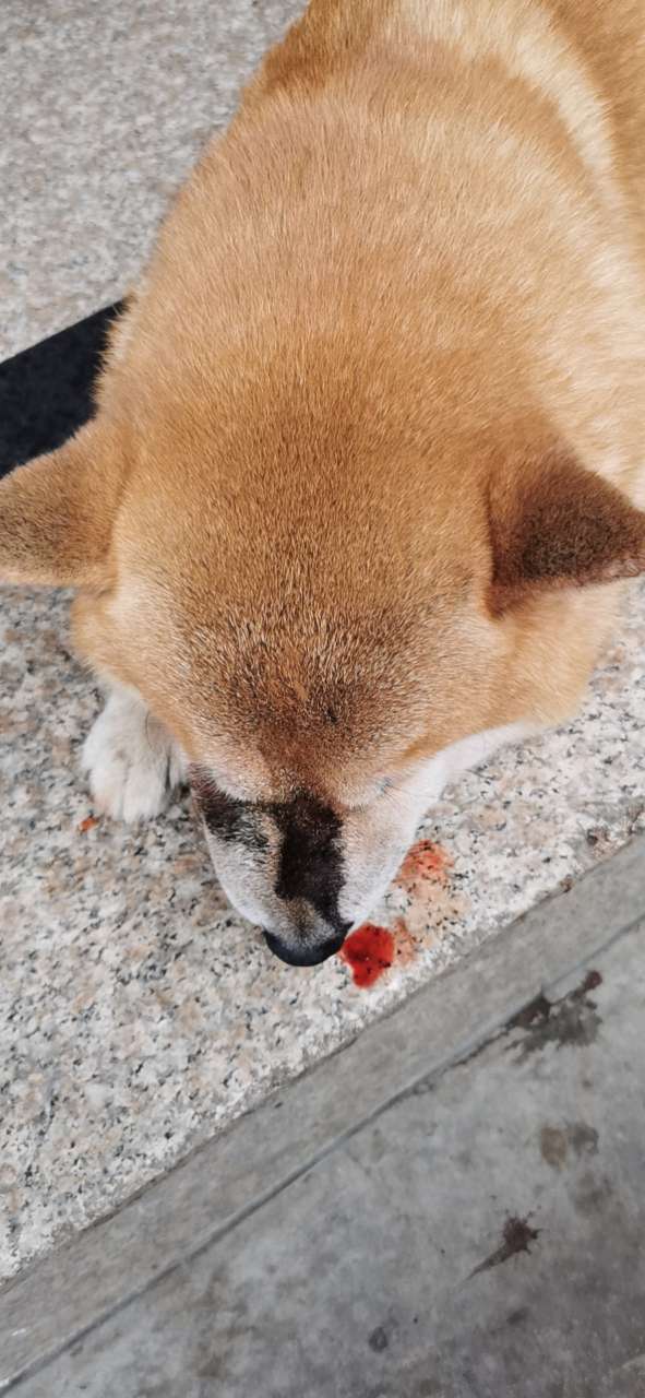 狗证,疫苗齐全的纯种柴犬被城管打伤