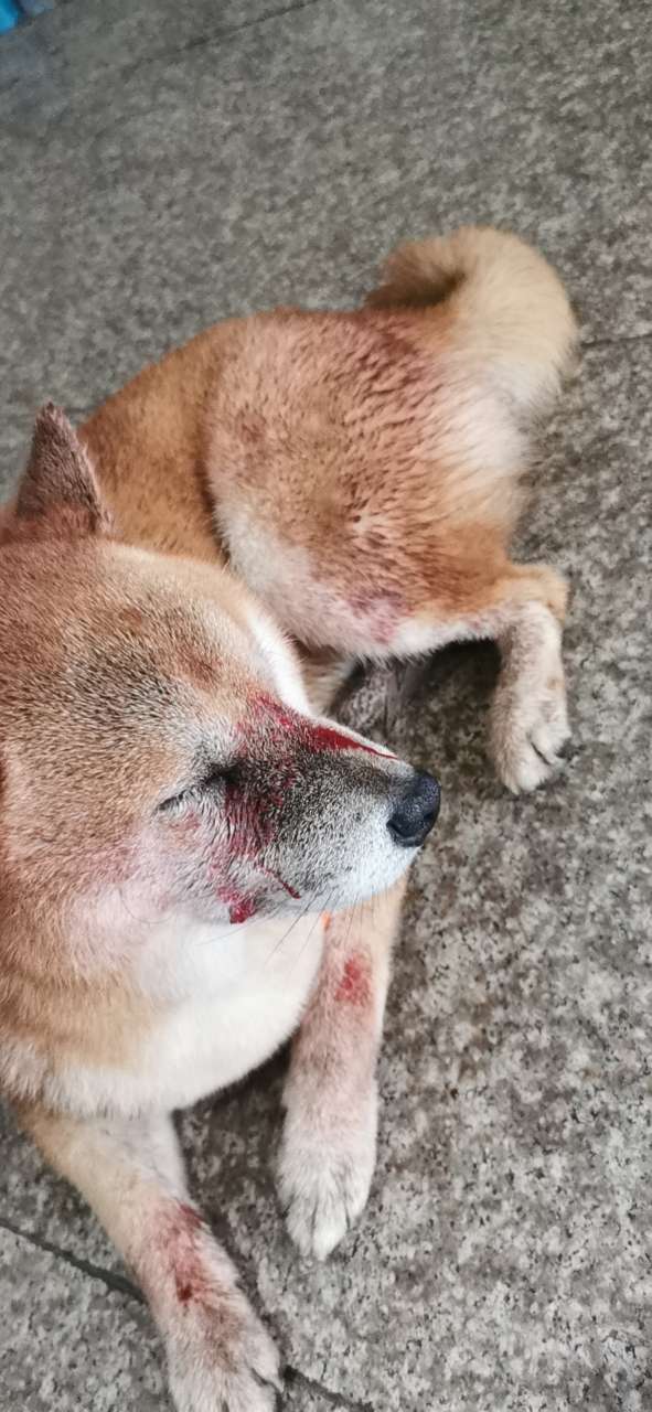 狗证,疫苗齐全的纯种柴犬被城管打伤