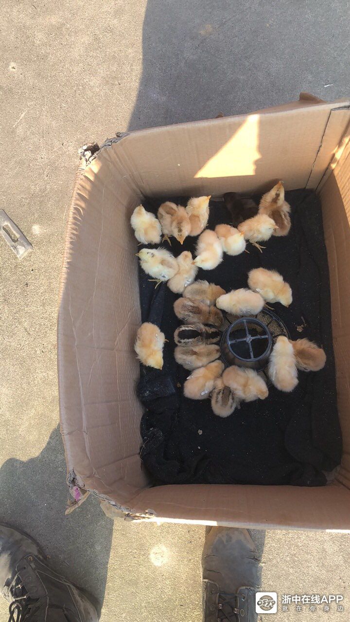 金华市区哪里有小鸡卖