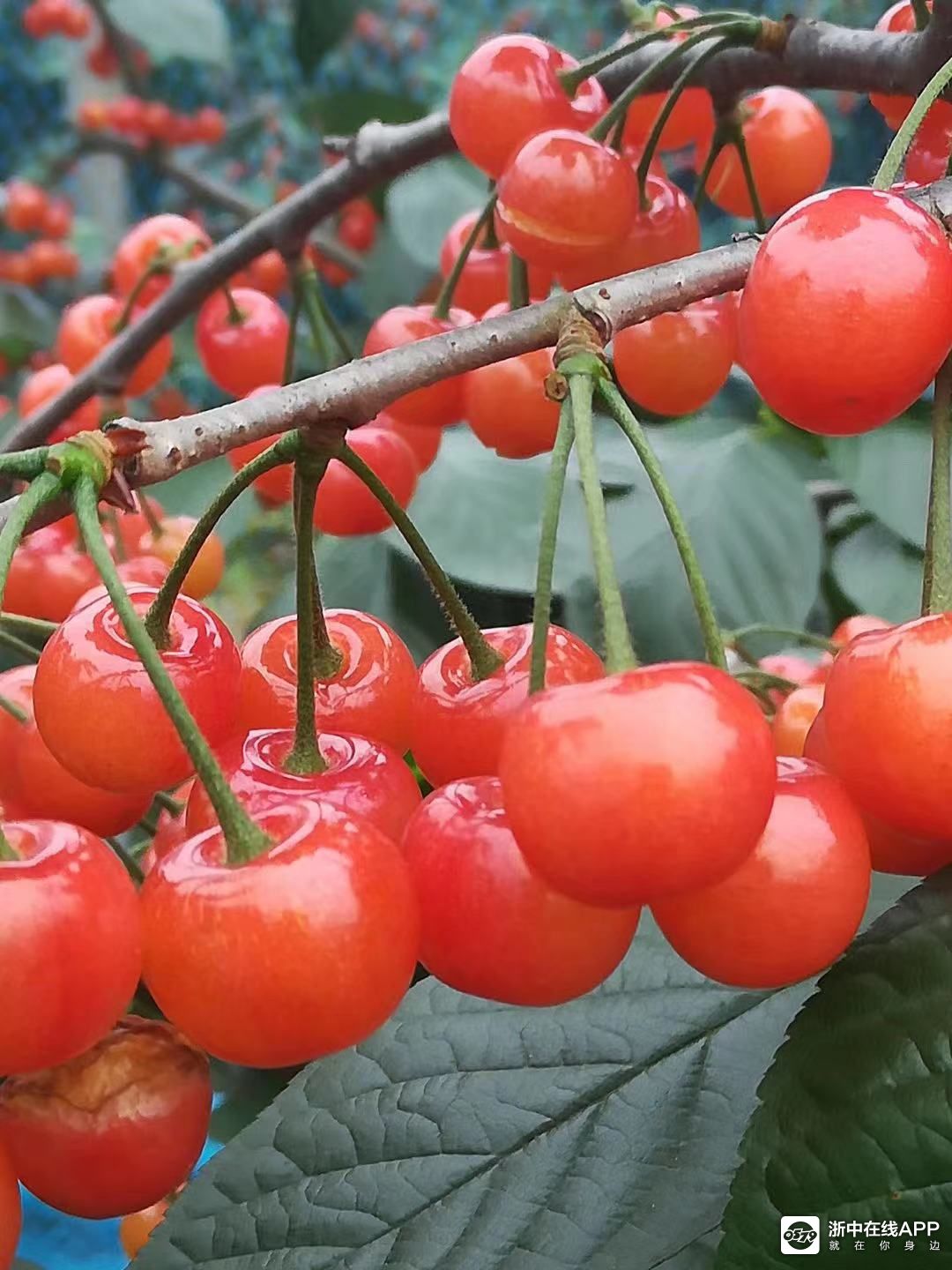 金华本土樱桃即将成熟啦,欢迎进园采摘