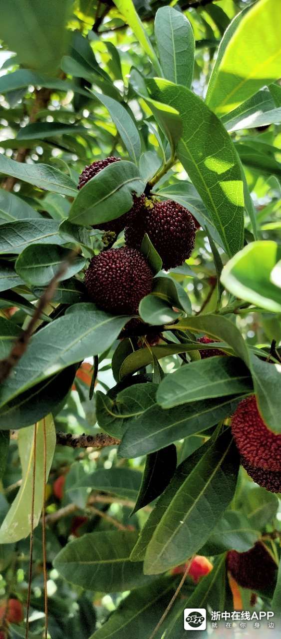 金华杨梅采摘了!琅琊镇的琅峰生态果园开摘了!