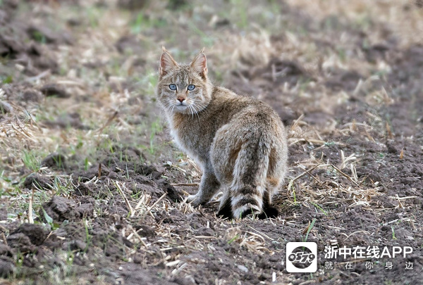 中国野猫图片图片