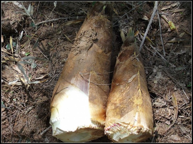 游山玩水 - 大金华论坛 - bbs.0579.cn