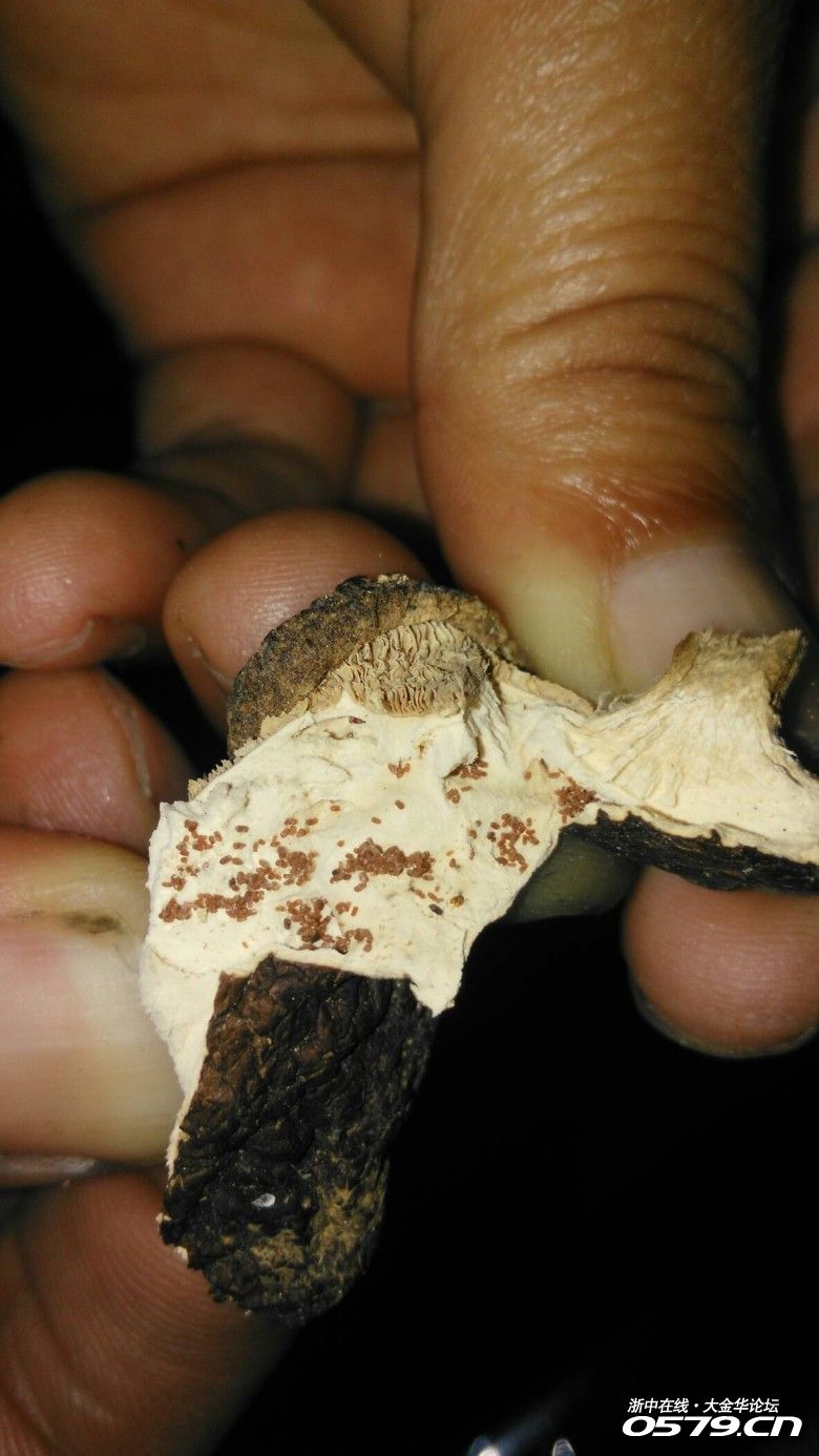 兰溪门买的蘑菇里面全部都是虫子