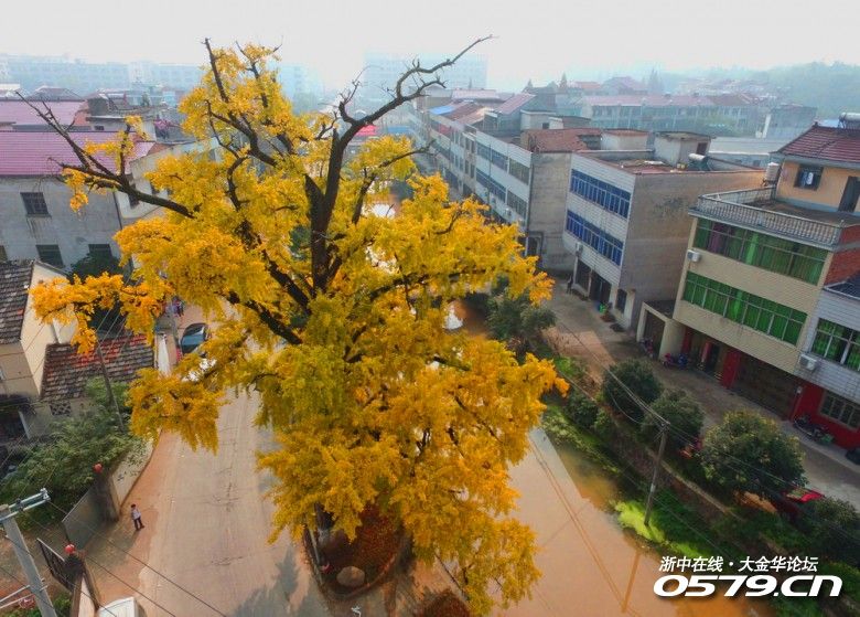 金东潘村的那颗古树~|八婺杂谈 - 大金华论坛 - bbs.0579.cn