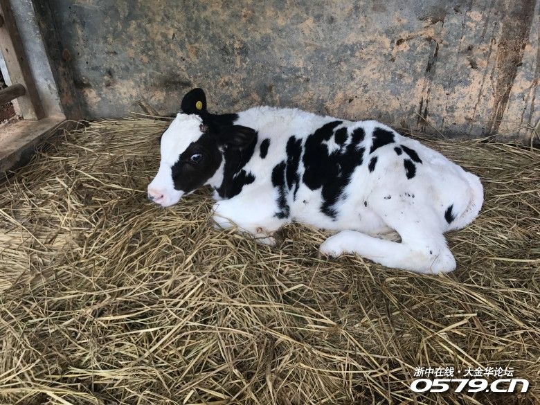 好可爱的小奶牛啊,跟我一样一样可爱,哈哈哈