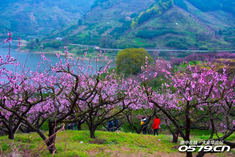 金华源东桃花节图片