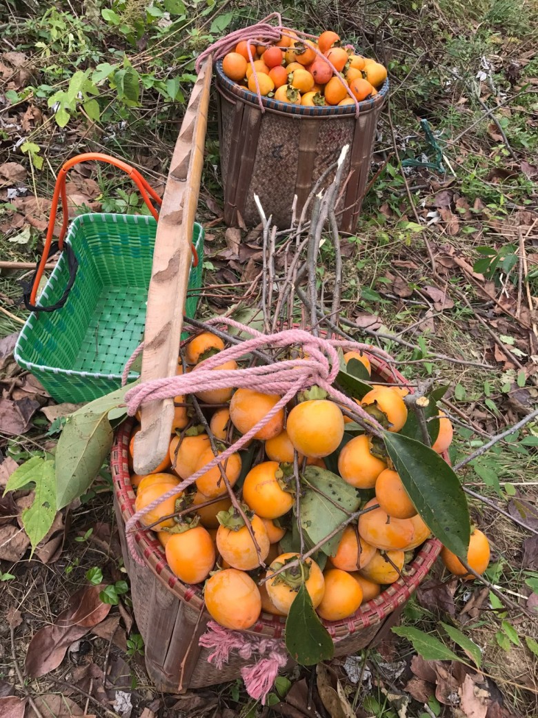 又见柿子挂满枝(上蒋村高山无污染冰糖心柿子)