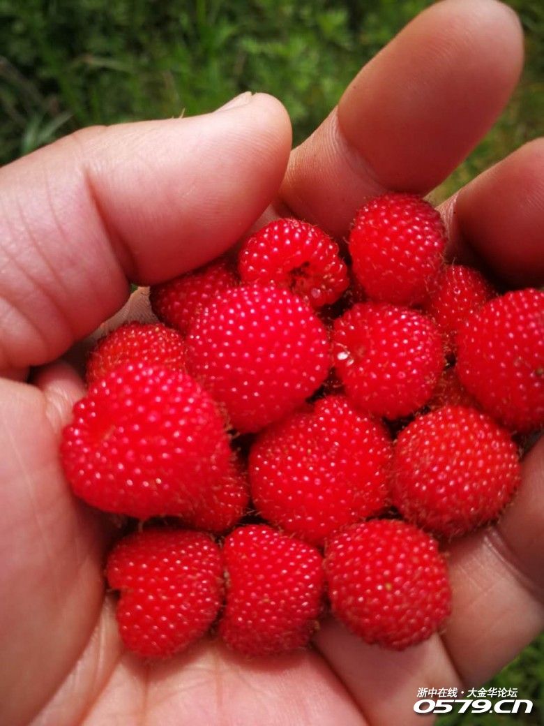 小时候此刻都在山下,田边摘这个"麦纽了"