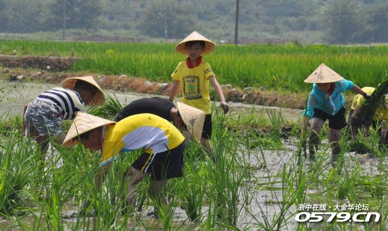 芒种来了,站前小学的小朋友们跟着农民伯伯下田插秧了!