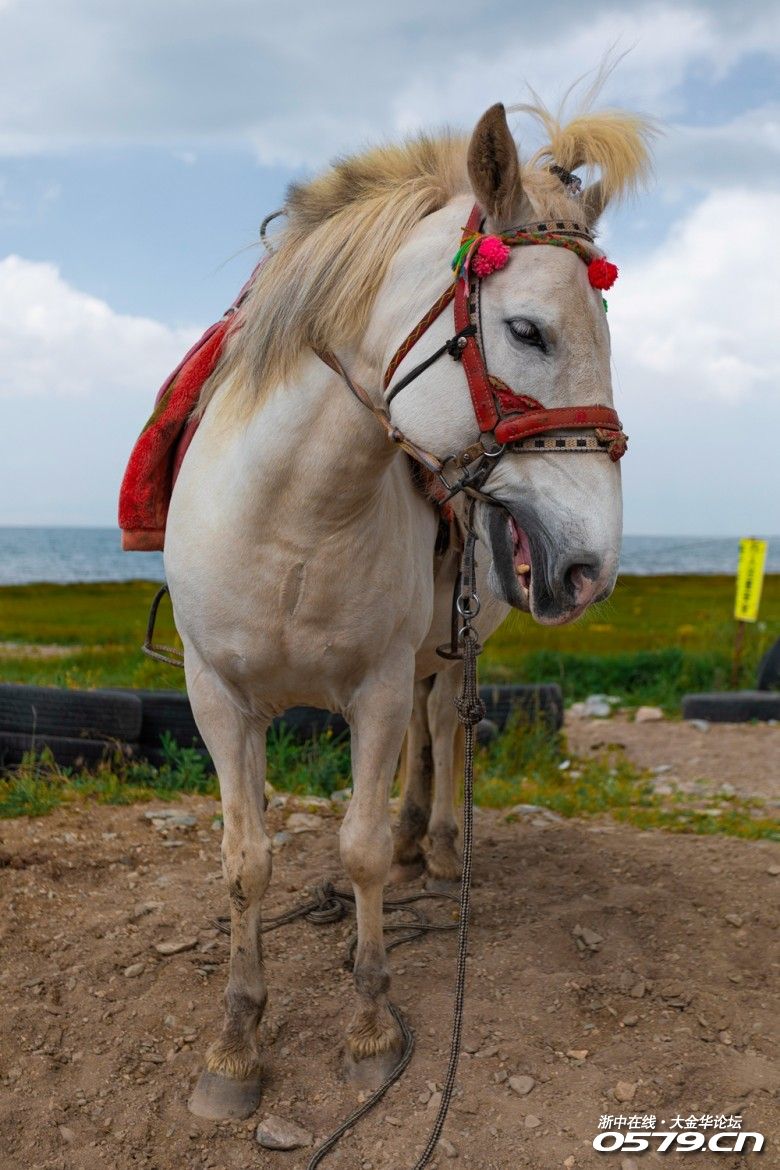 其实我是蹲着仰拍的,我还真担心是不是会一声长啸后,驾我身上.不过马
