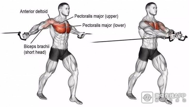 胸肌全面训练图解,胸沟上胸中胸下胸全部到位!