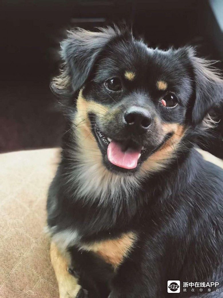 狗狗"拉丁"死得太惨太不公平