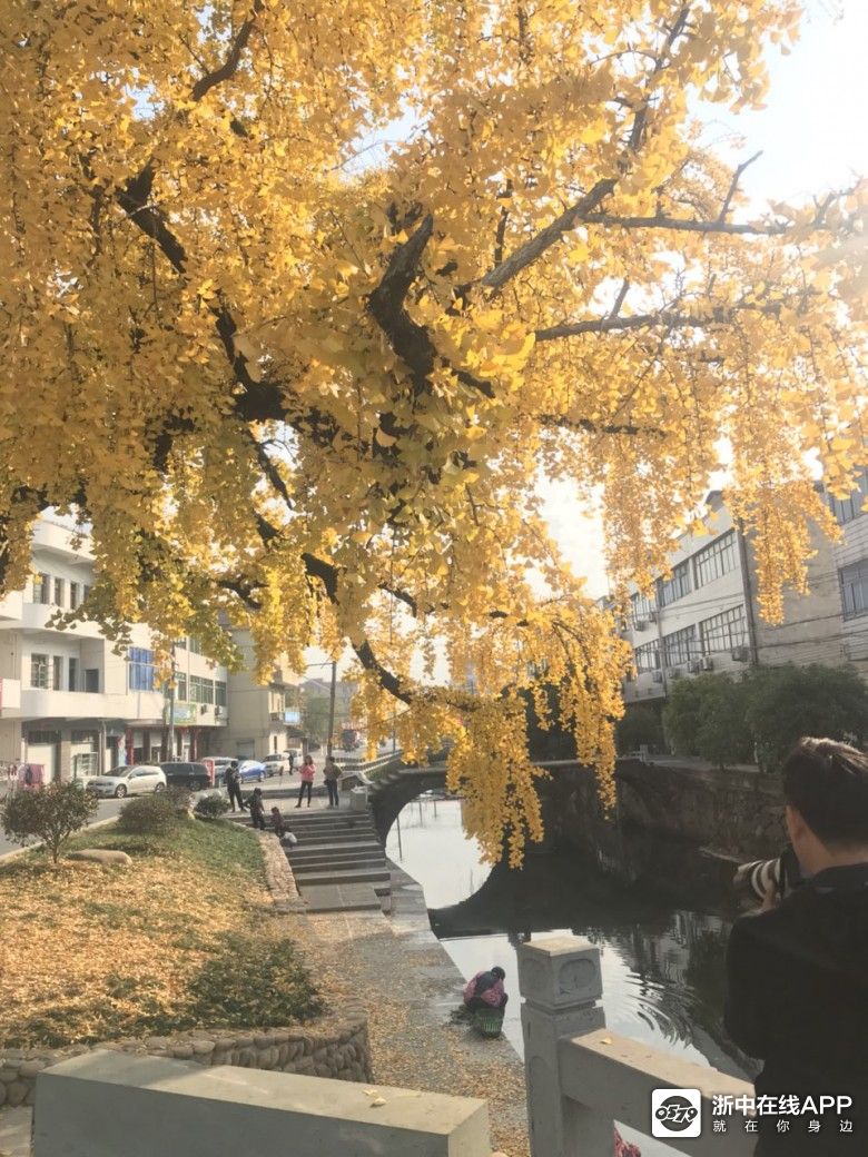 金东区潘村的银杏|游山玩水 - 大金华论坛 - bbs.0579.cn
