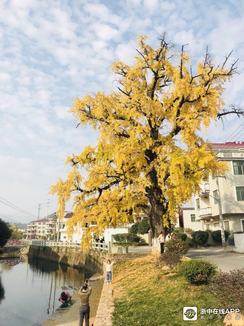 金东区潘村的银杏|游山玩水 - 大金华论坛 - bbs.0579.cn