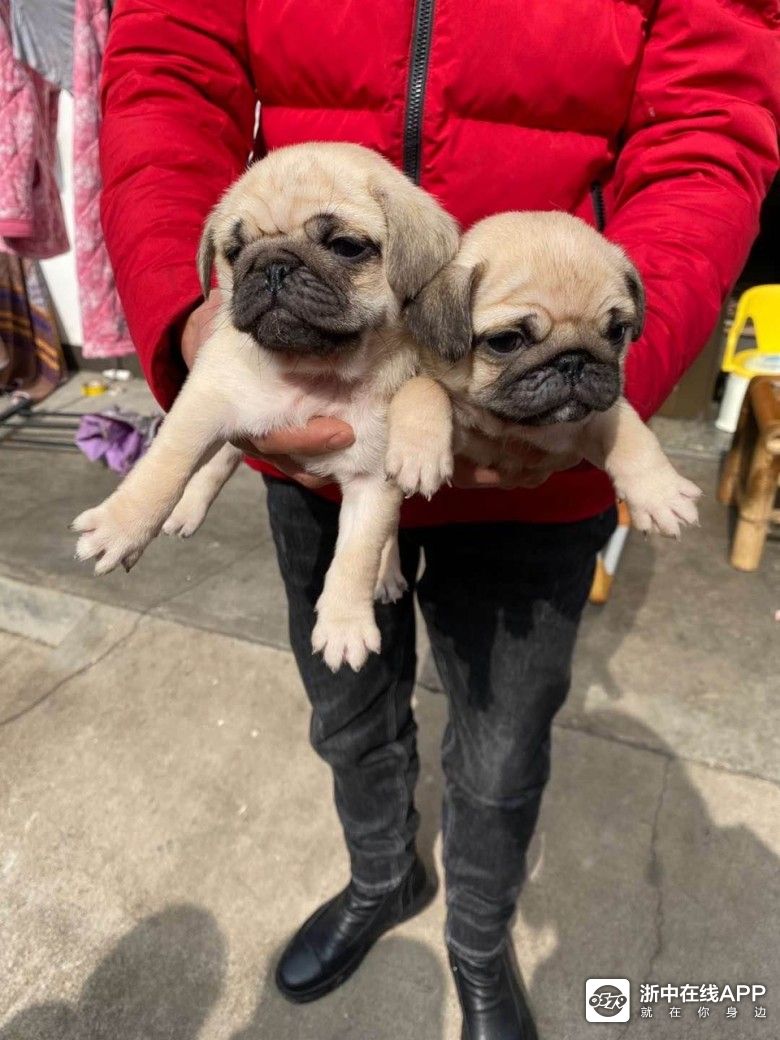 想养一只巴哥或者法斗价格不超500