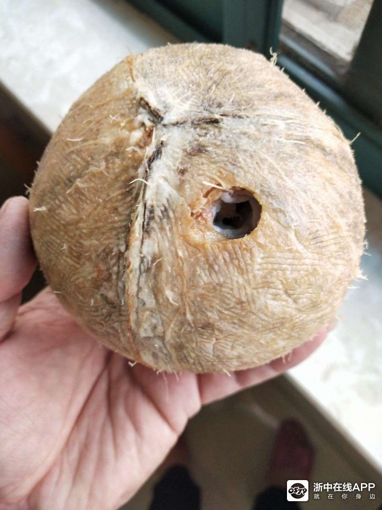 新鲜的椰子喝完后,扒光皮,发现底下有个洞直通里面的,这么回事?