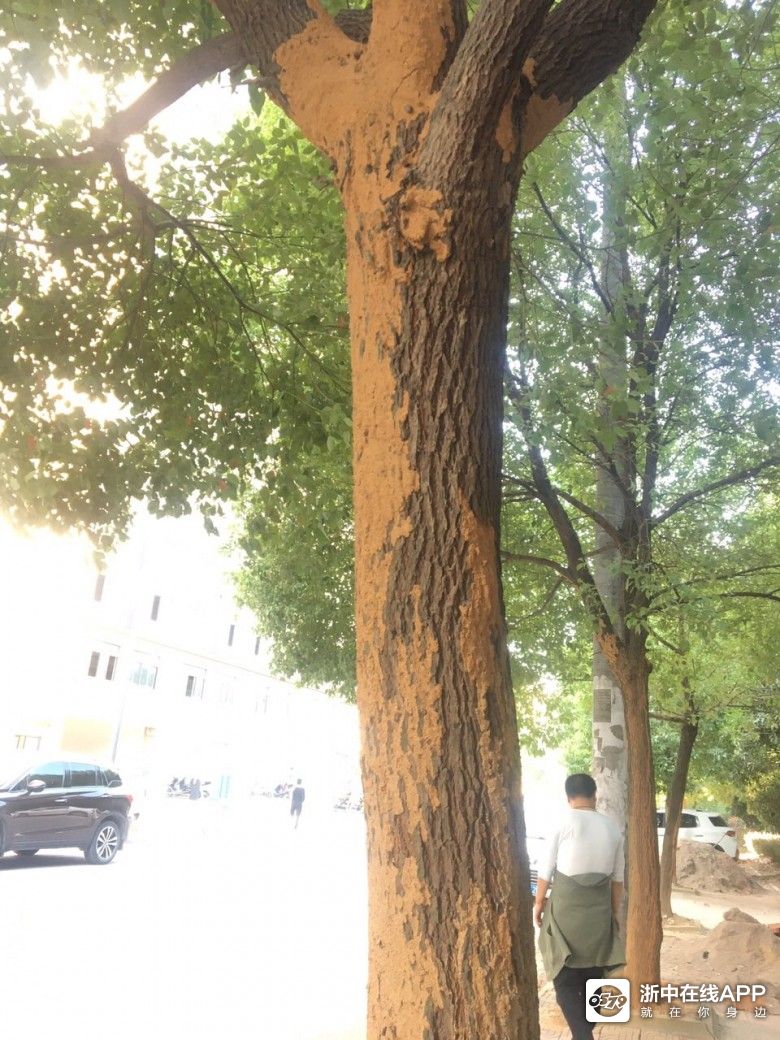 路边树上全是白蚁,隔马路就是小区,忧心啊!