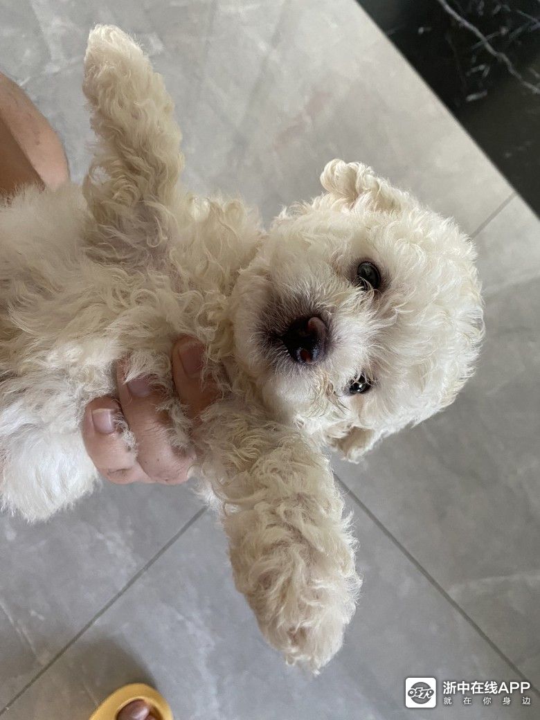 忍痛割爱一只两个月的小体比熊